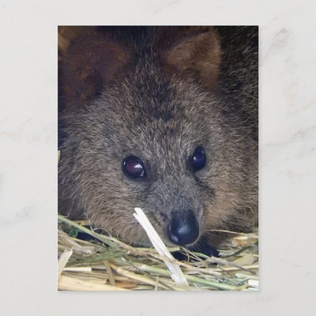 Quokka Postcard (Front)