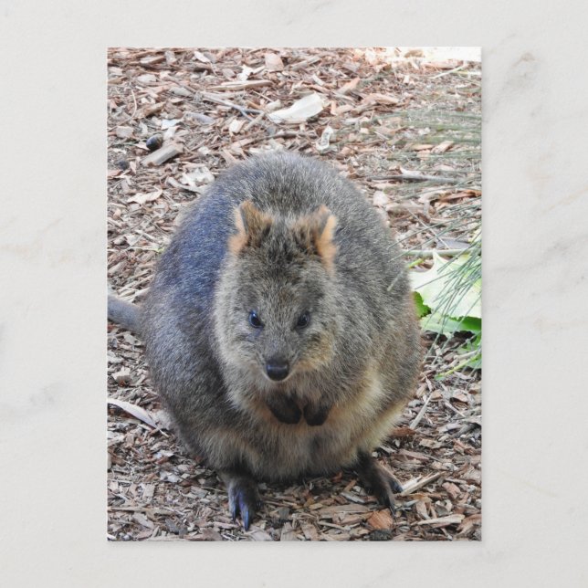 Quokka Postcard (Front)