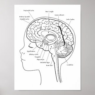 Qu'y a-t-il dans votre affiche du cerveau