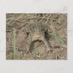 R10 Prairie Toad Postcard