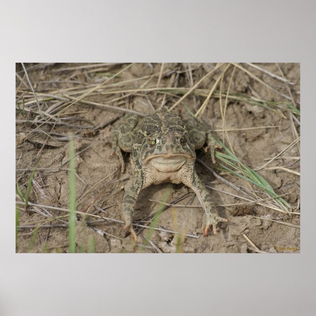 R10 Prairie Toad Poster (Front)
