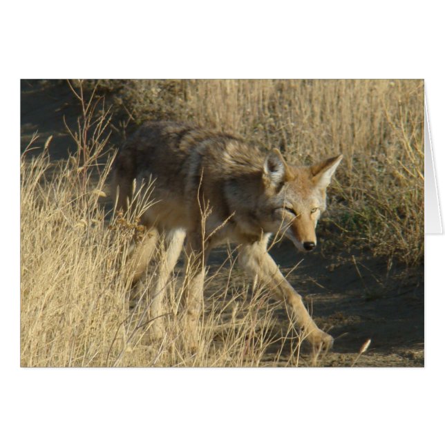 R14 Coyote Walking (Front Horizontal)