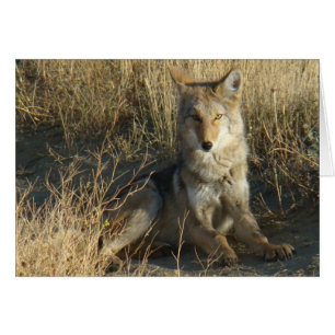 R15 Coyote Couché
