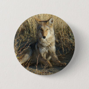 R15 Coyote Laying 2 Inch Round Button