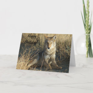 R15 Coyote Laying Card