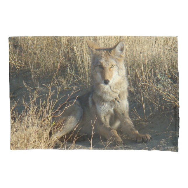 R15 Coyote Laying Pillowcase (Front)