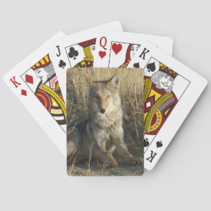 R15 Coyote Laying Playing Cards