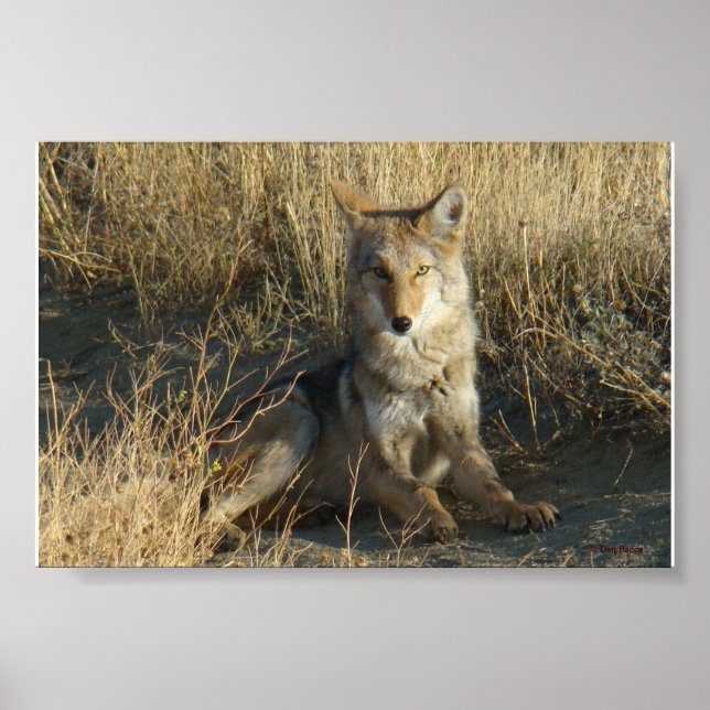 R15 Coyote Laying Poster (Front)