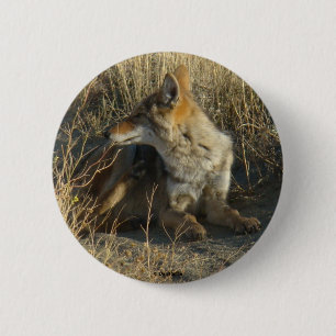 R16 Coyote Scratching 2 Inch Round Button
