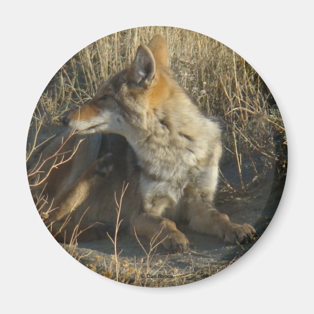 R16 Coyote Scratching Magnet (Front)