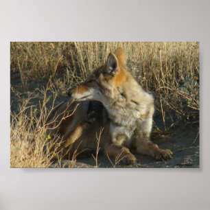 R16 Coyote Scratching Poster