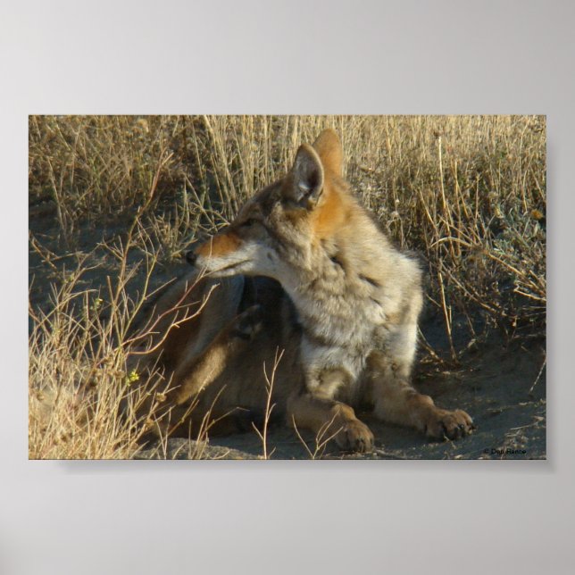 R16 Coyote Scratching Poster (Front)