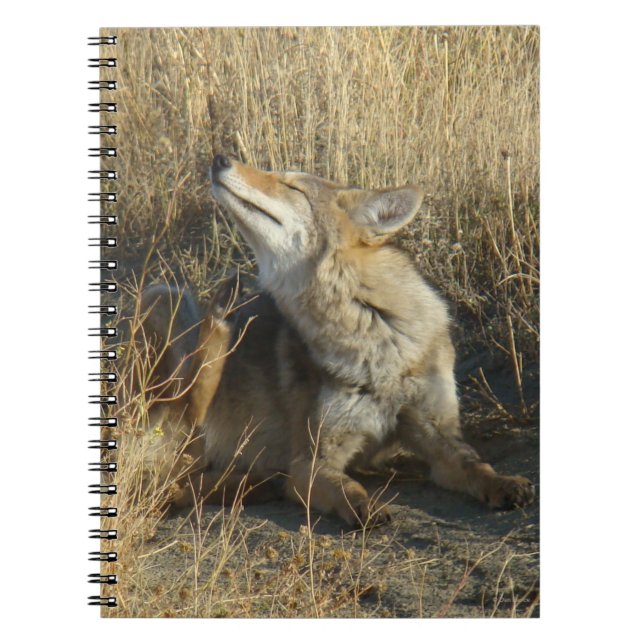 R17 Coyote Scratching Notebook (Front)