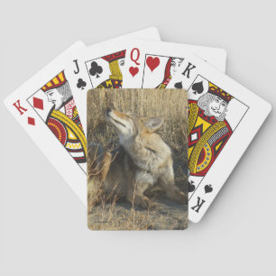 R17 Coyote Scratching Playing Cards