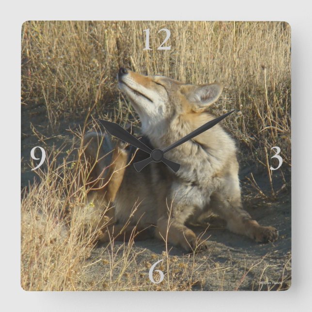 R17 Coyote Scratching Square Wall Clock (Front)