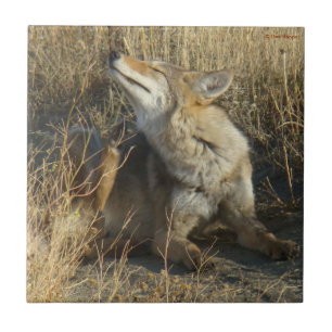 R17 Coyote Scratching Tile