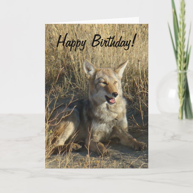 R18 Coyote Laying Card (Front)