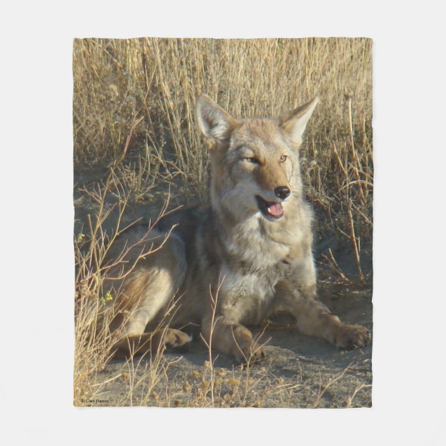 R18 Coyote Laying Fleece Blanket (Front)