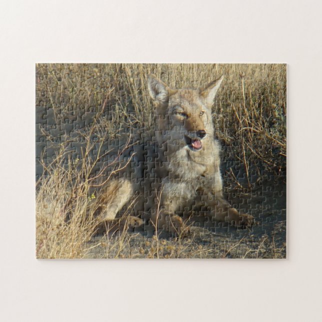 R18 Coyote Laying Jigsaw Puzzle (Horizontal)