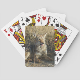 R18 Coyote Laying Playing Cards
