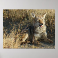 R18 Coyote Laying