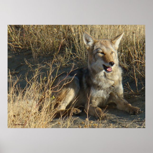 R18 Coyote Laying Poster (Front)