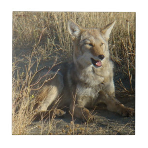 R18 Coyote Laying Tile