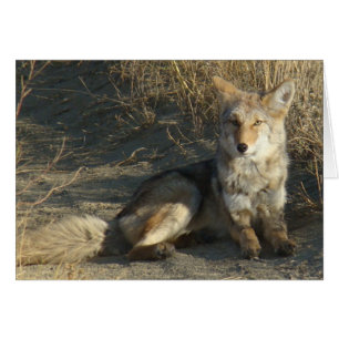 R19 Coyote Couché