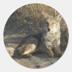 R19 Coyote Laying Classic Round Sticker