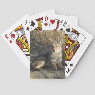 R19 Coyote Laying Playing Cards