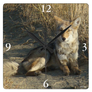 R19 Coyote Laying Square Wall Clock