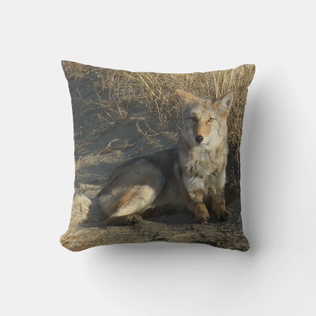R19 Coyote Laying Throw Pillow (Front)