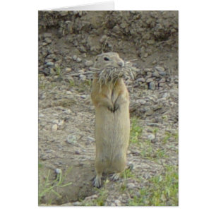 R1 Richardson's Ground Squirrel