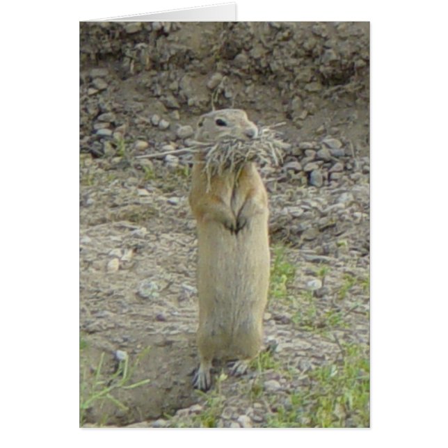 R1 Richardson's Ground Squirrel (Front)