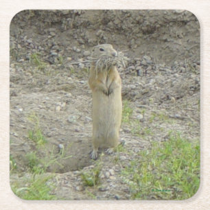 R1 Richardson's Ground Squirrel (Gopher) Square Paper Coaster