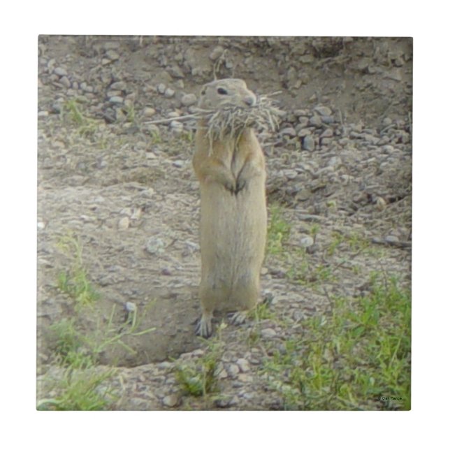R1 Richardson's Ground Squirrel "Gopher" Tile (Front)