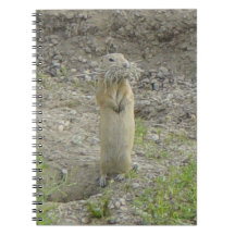 R1 Richardson's Ground Squirrel