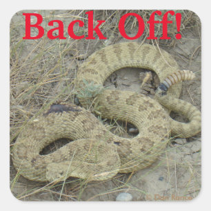 R20 Prairie Rattlesnake Square Sticker