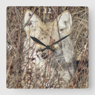 R21 Coyote "Watching You" Square Wall Clock