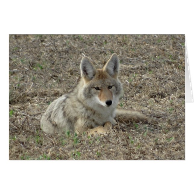 R22 Coyote Laying (Front Horizontal)