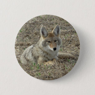 R22 Coyote Laying 2 Inch Round Button