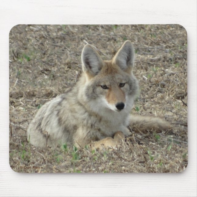 R22 Coyote Laying Mouse Pad (Front)