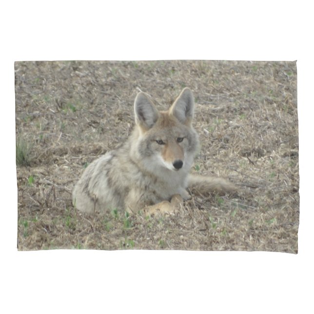 R22 Coyote Laying Pillowcase (Front)