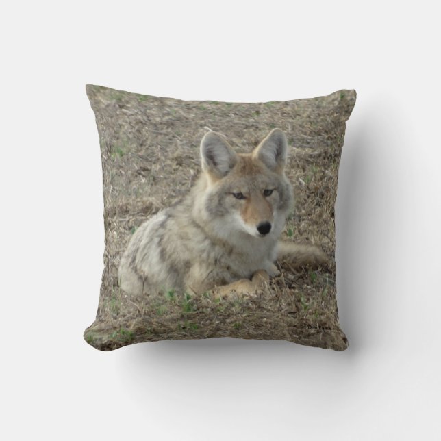 R22 Coyote Laying Throw Pillow (Front)