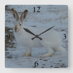 R23 Snowshoe Hare Square Wall Clock