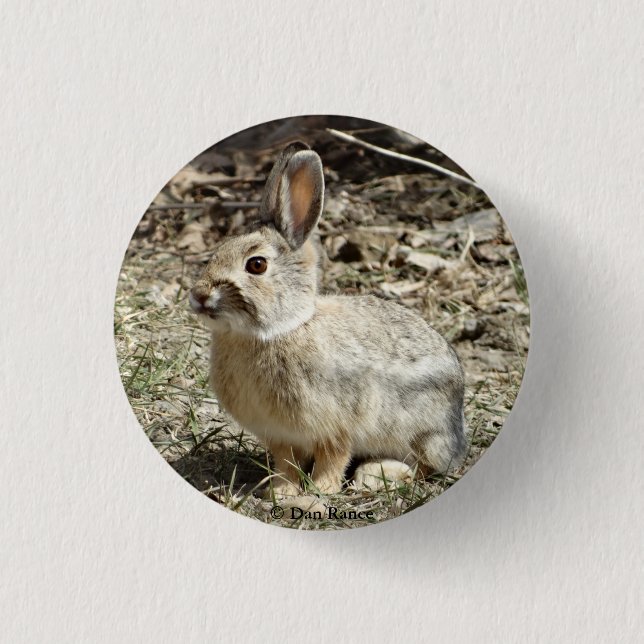 R24 Cotton-tail Rabbit 1 Inch Round Button (Front)