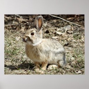 R24 Cotton-tail Rabbit Poster