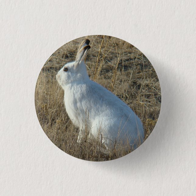 R25 Snowshoe Hare 1 Inch Round Button (Front)