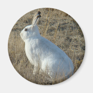R25 Snowshoe Hare Magnet