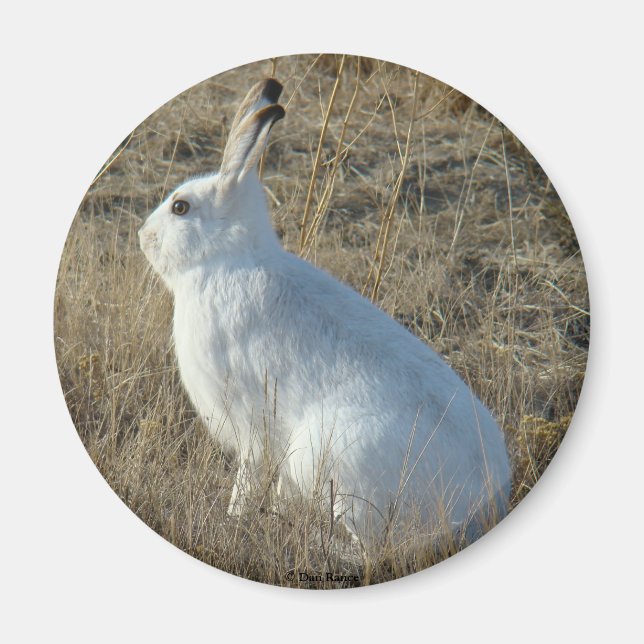 R25 Snowshoe Hare Magnet (Front)